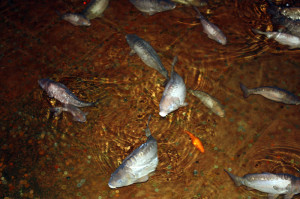 Peces en las aguas de la Cisterna Basílica Cisterna basílica